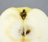 Grossherzog Friedrich von Baden apple